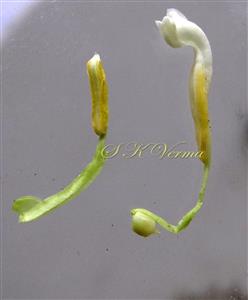  Stamens and Ovary